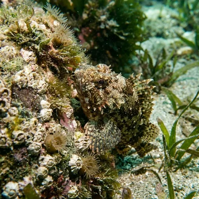 浜名湖のカサゴ釣り