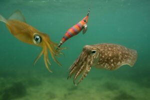 アオリイカとコウイカが１つのエギを前にしてどうしようか考えている様子。