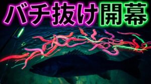 バチ抜けシーズンの開幕を告げる。全国的に２月からスタートする。